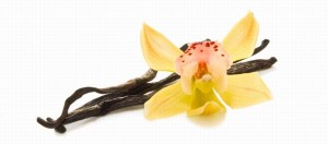 110699_vanilia01[fusion_builder_container hundred_percent=