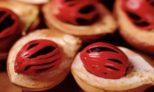 Nutmeg-006[fusion_builder_container hundred_percent=