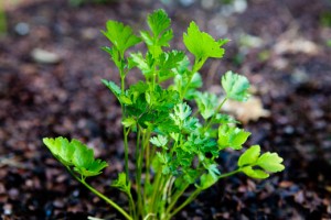 garden-parsley-a[fusion_builder_container hundred_percent=